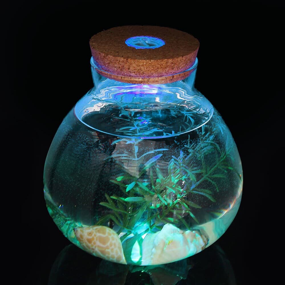마리모 키우기 LED 유리병 반려식물 테라리움