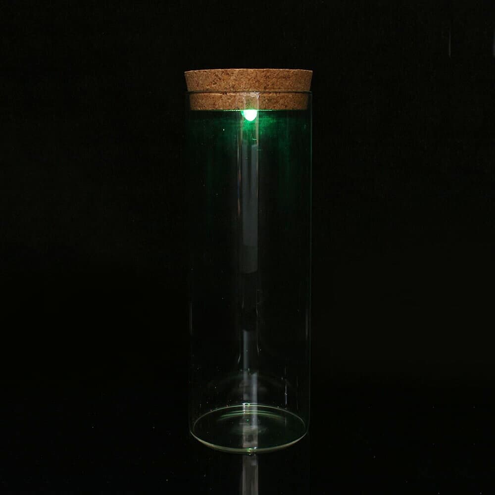 마리모 키우기 LED 유리병 반려식물 코르크병