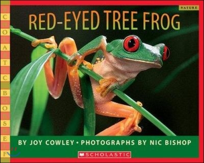 Red Eyed Tree Frog