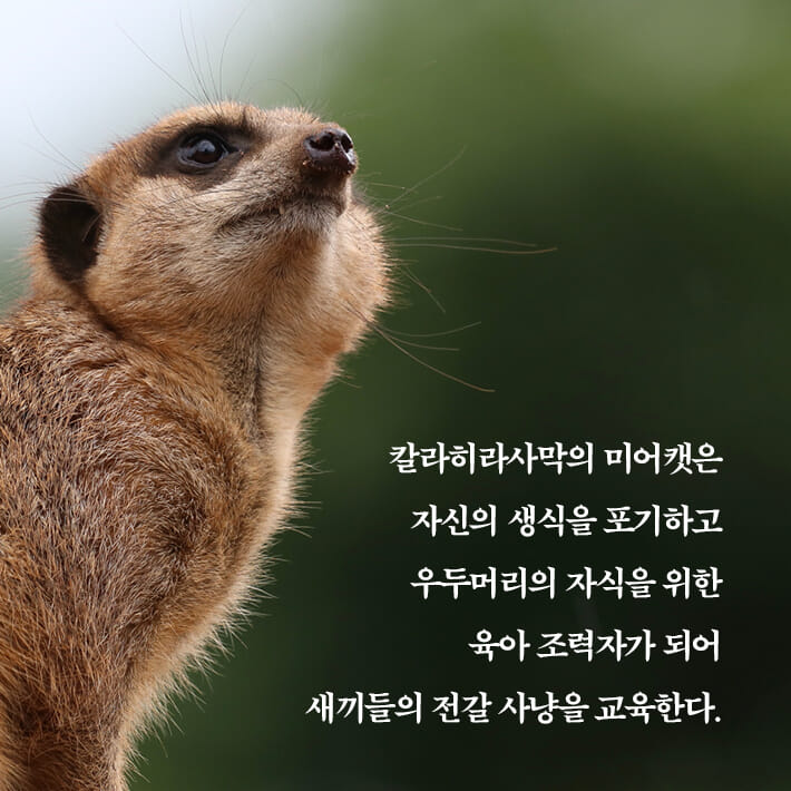 카드뉴스5