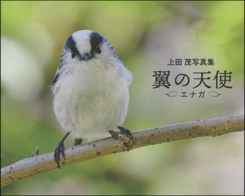 上田茂寫眞集 翼の天使 エナガ