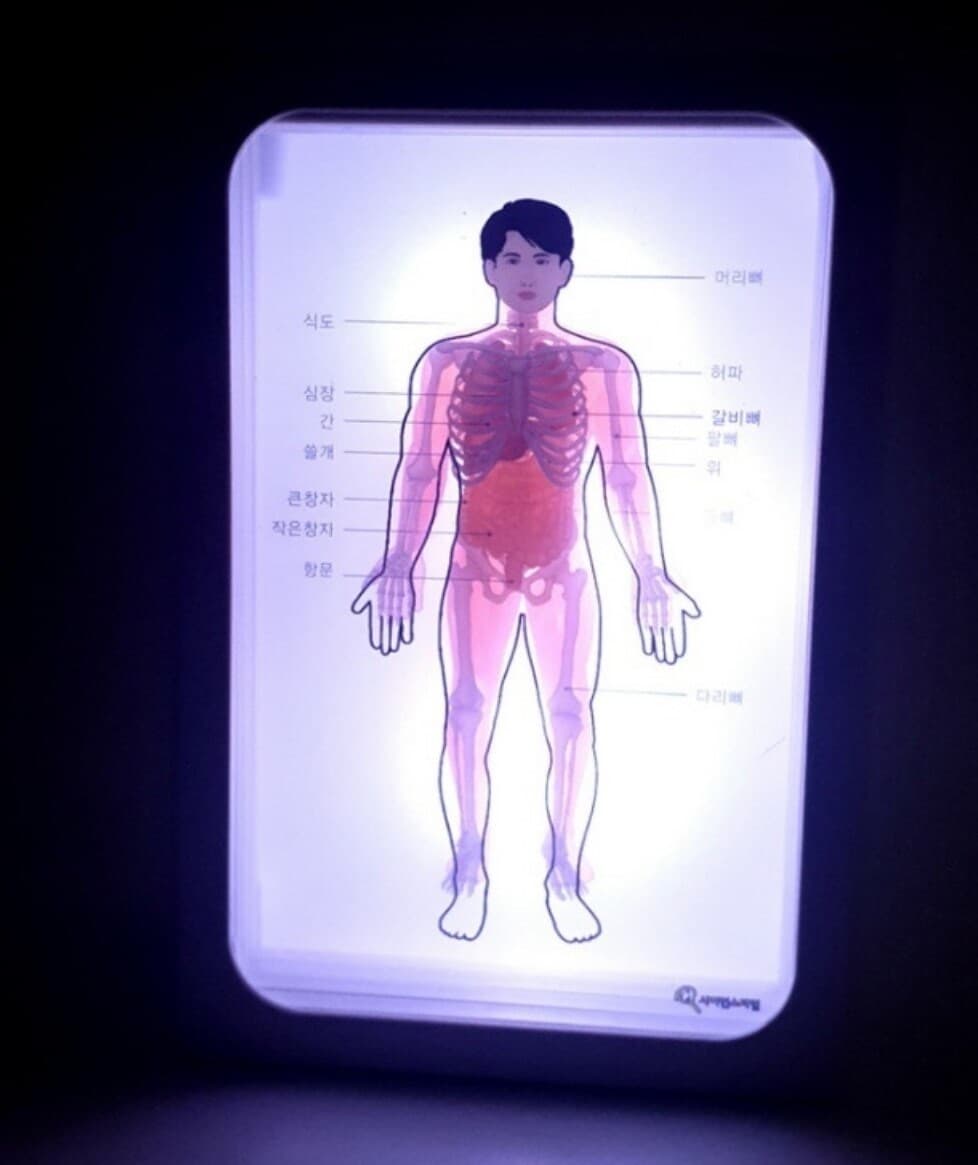 프로 3D 액자 만들기 (인체 구조)