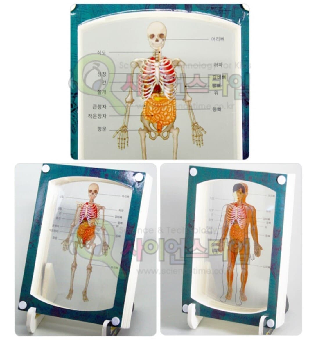 프로 3D액자 만들기 [인체] - 소화기, 근육, 뼈