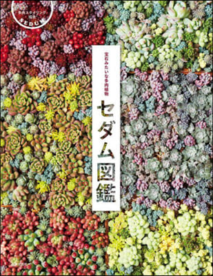 寶石みたいな多肉植物 セダム圖鑑