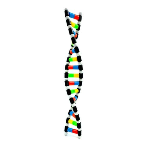 프로 DNA 이중나선 구조 모형 만들기