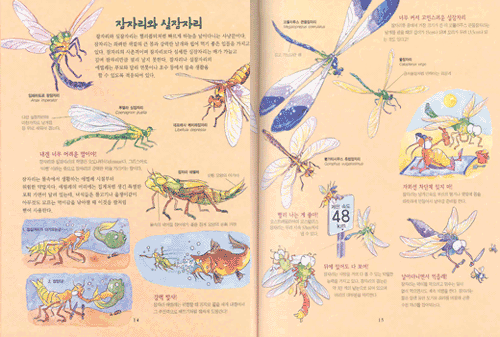 그림으로 만나는 신기한 곤충의 세계