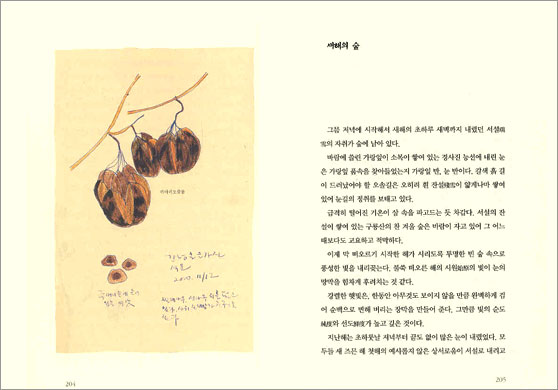 산책의 숲