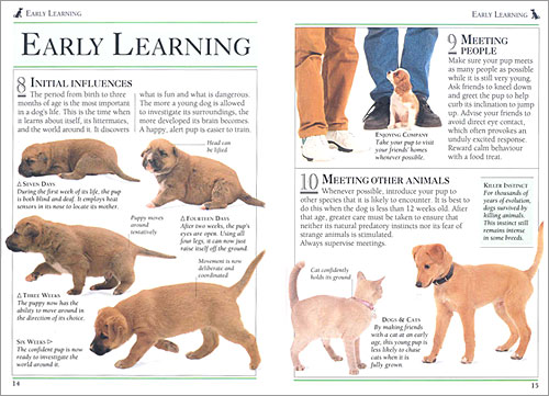 101 Essential Tips: Training Your Dog