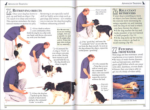 101 Essential Tips: Training Your Dog