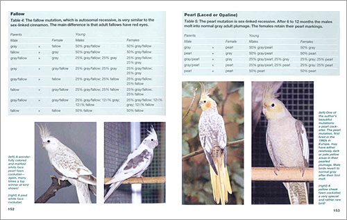 The Cockatiel Handbook