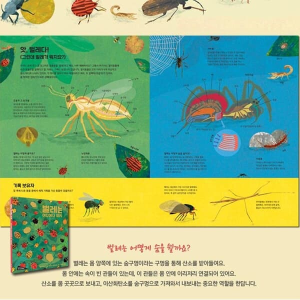 아트 사이언스 곤충 벌레 물고기 식물 시리즈 6권세트