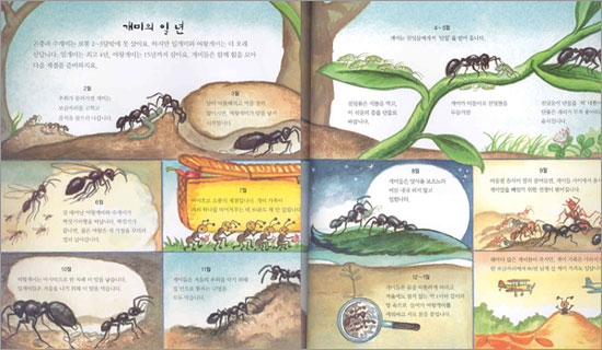 개미의 일생과 역사