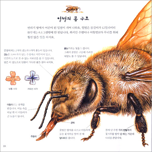 꿀벌의 일생과 역사