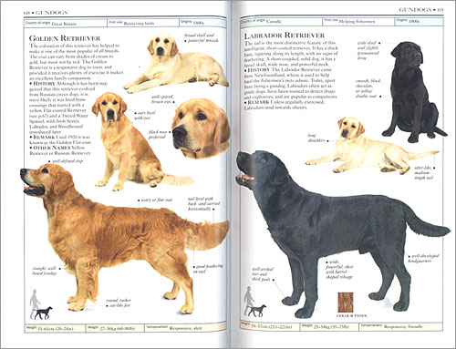 DK Handbooks: Dogs