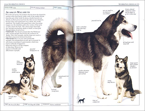 DK Handbooks: Dogs