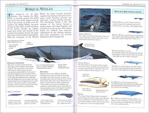 DK Handbooks: Whales Dolphins and Porpoises