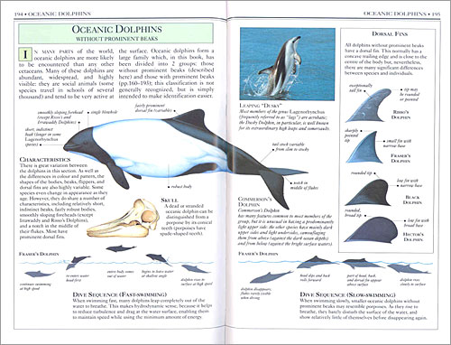 DK Handbooks: Whales Dolphins and Porpoises