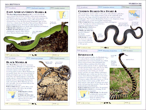 DK Handbooks: Reptiles and Amphibians