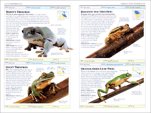 DK Handbooks: Reptiles and Amphibians