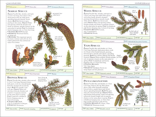 DK Handbooks: Trees