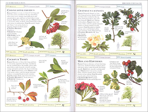 DK Handbooks: Trees