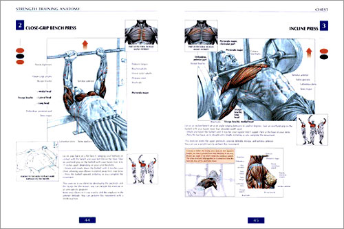 Strength Training Anatomy