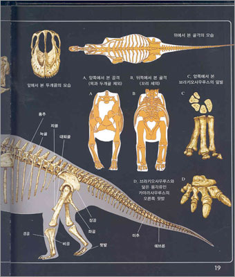 브라키오사우루스