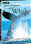 혹등고래 : 와일드라이프 스페셜