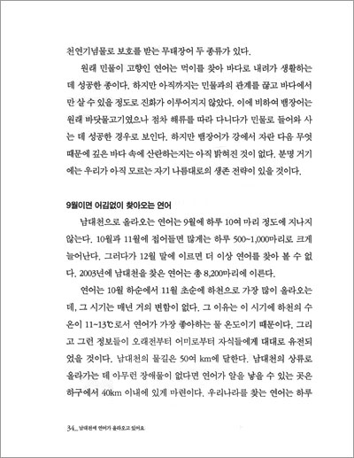 남대천에 연어가 올라오고 있어요