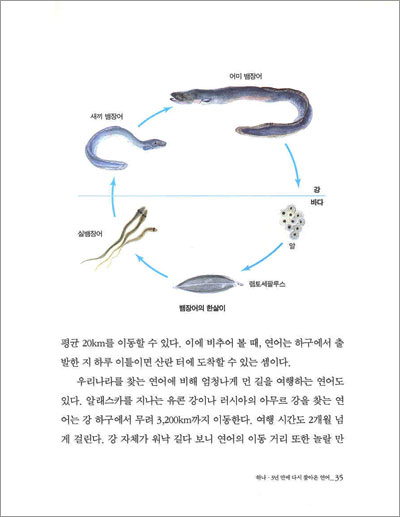 남대천에 연어가 올라오고 있어요