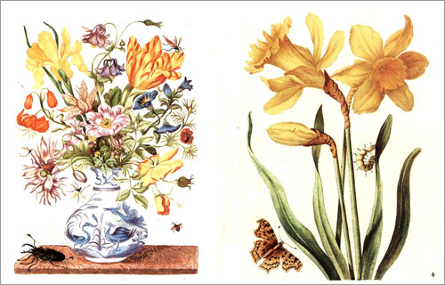 Maria Sibylla Merian: New Book of Flowers