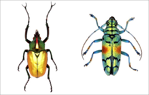 Living Jewels : The Natural Design of Beetles