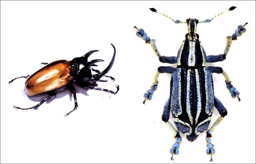 Living Jewels : The Natural Design of Beetles