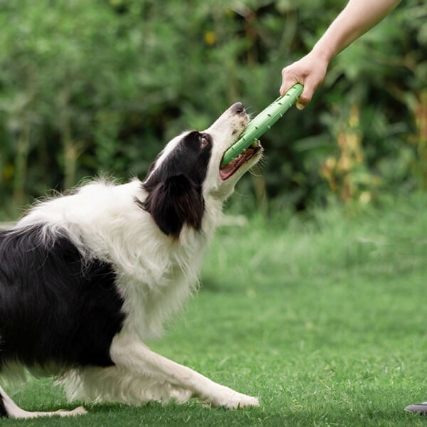 PH 강아지 EVA 장난감 원반 플라잉디스크 9007