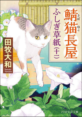 鯖猫長屋ふしぎ草紙 11