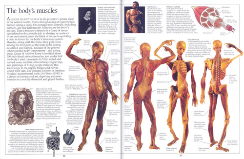 DK Eyewitness Guides : Human Body