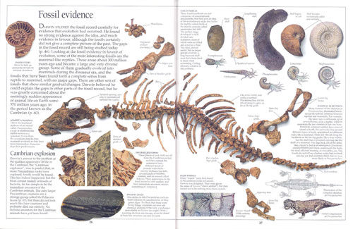 DK Eyewitness Guides : Evolution