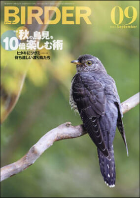 BIRDER 2024年9月號