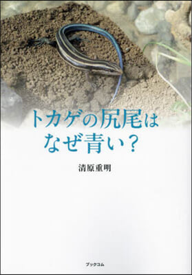 トカゲの尻尾はなぜ靑い?