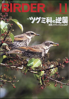 BIRDER 2024年11月號