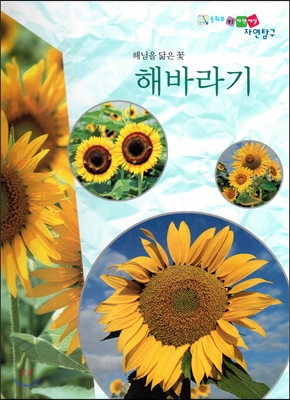 해님을 닮은 꽃 해바라기 