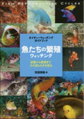 魚たちの繁殖ウォッチング 求愛から産卵ま