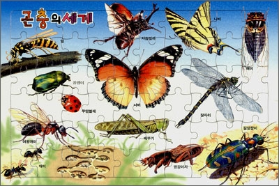 곤충의 세계
