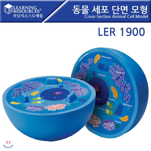 LER1900 동물 세포 단면모형