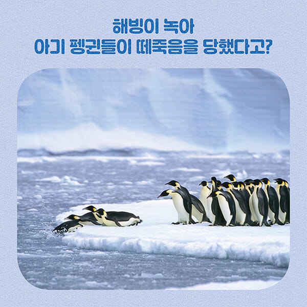 카드뉴스4