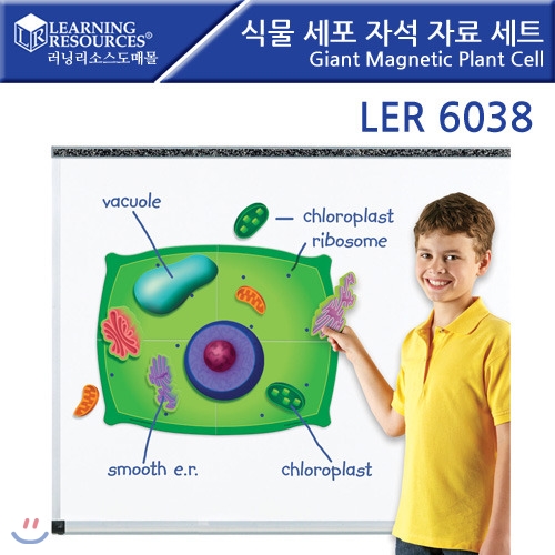 LER6038 식물 세포 자석 자료 세트