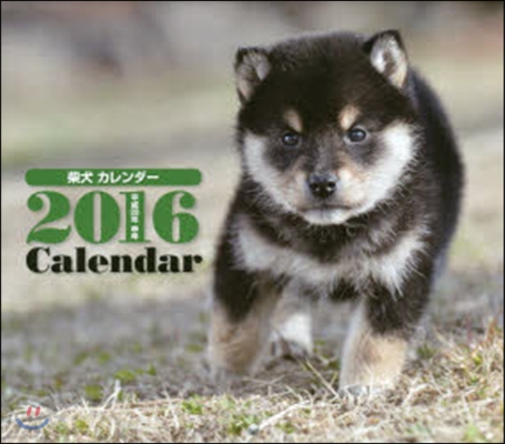 柴犬 2016年 ミニカレンダ-