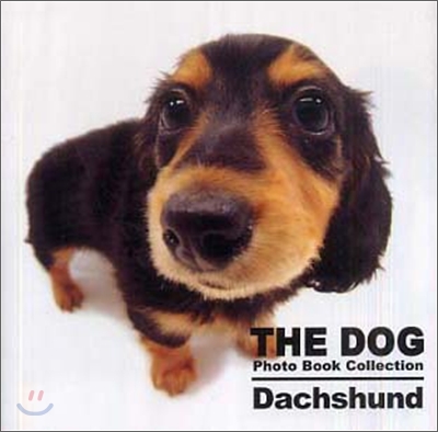 Dachshund