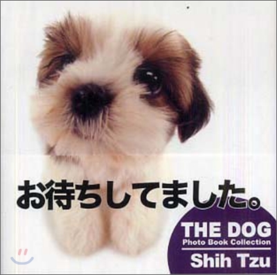 Shih Tzu