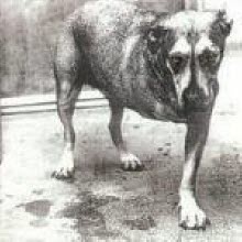 Alice In Chains - Alice In Chains